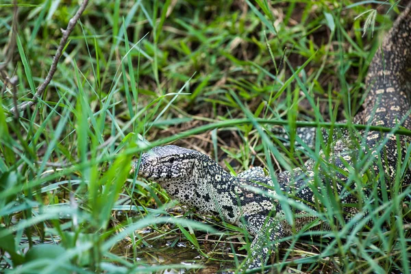 Leguan — Stockfoto