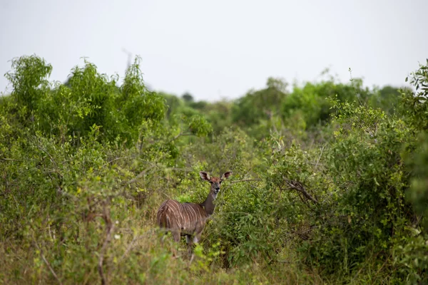 Kudu antelope — Stock Photo, Image