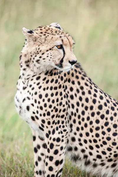 Гепард — стоковое фото