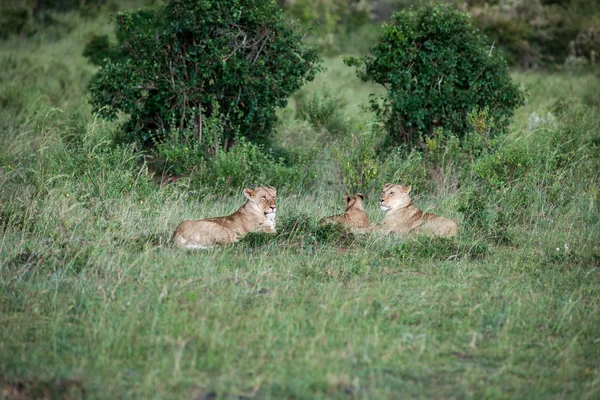 Leone. — Foto Stock