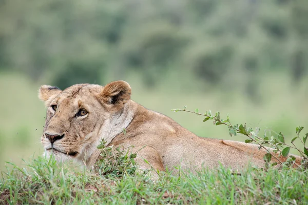 Lion — Stock Photo, Image