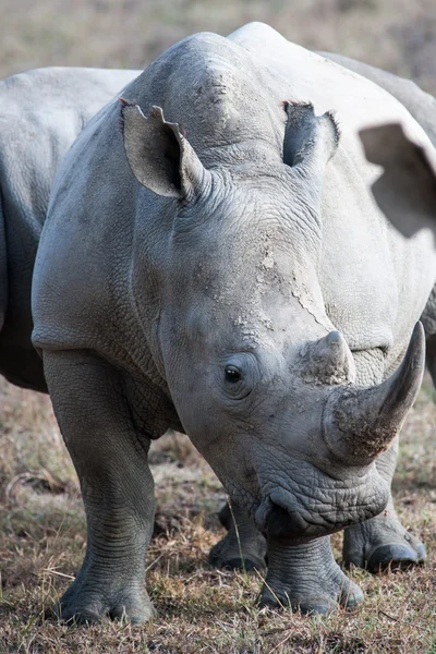 Rhino — Stock Photo, Image