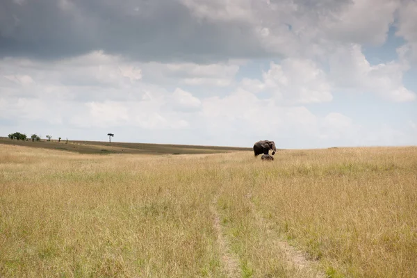 Elephant — Stock Photo, Image