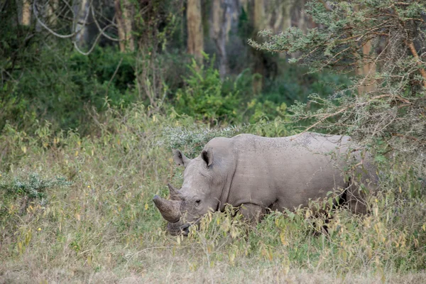 Rhino. — Foto de Stock