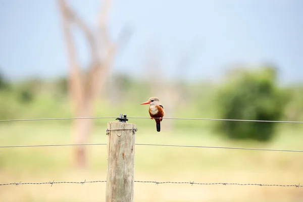 Kuş — Stok fotoğraf