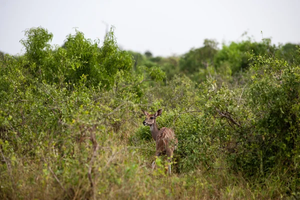 Kudu antelope — Stock Photo, Image