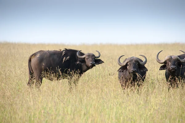 Buffalo — Stock Photo, Image