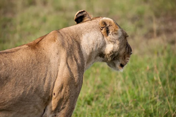 Lion — Stock Photo, Image