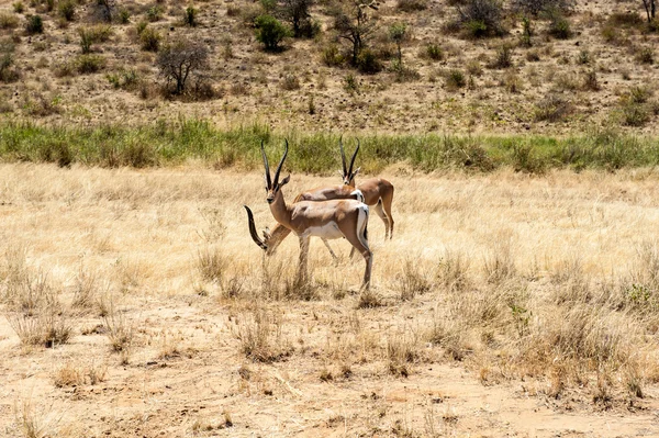 Impala. — Fotografia de Stock