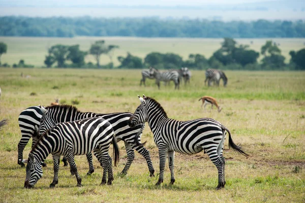 Zebra. — Fotografia de Stock