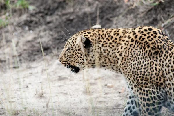 Leopard — Stock Photo, Image