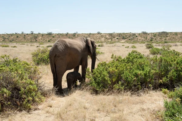 Elefante —  Fotos de Stock