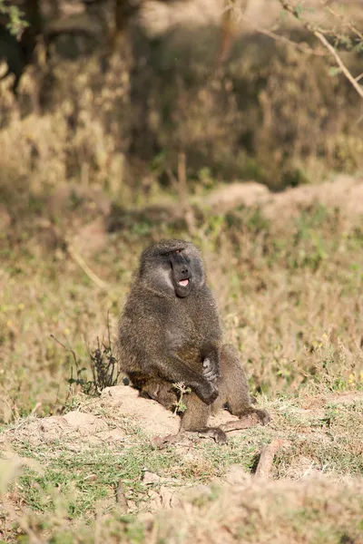 Baboon — Stock fotografie