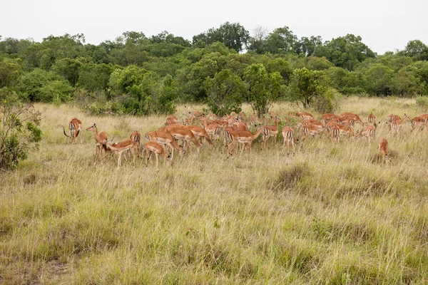 Impala — Stockfoto