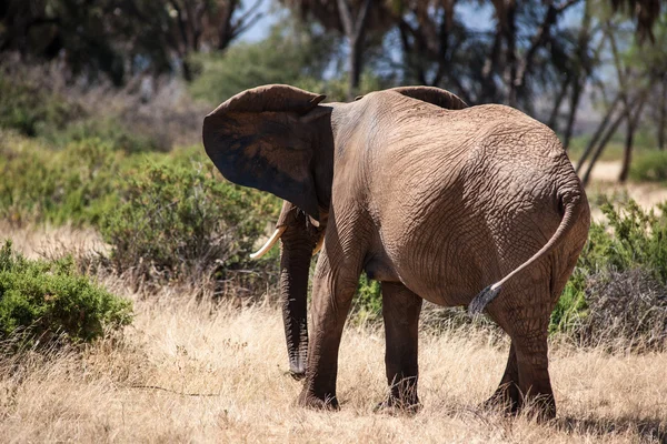 Elefant — Stockfoto