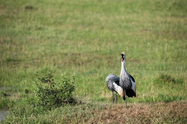 Bird — Stock Photo, Image