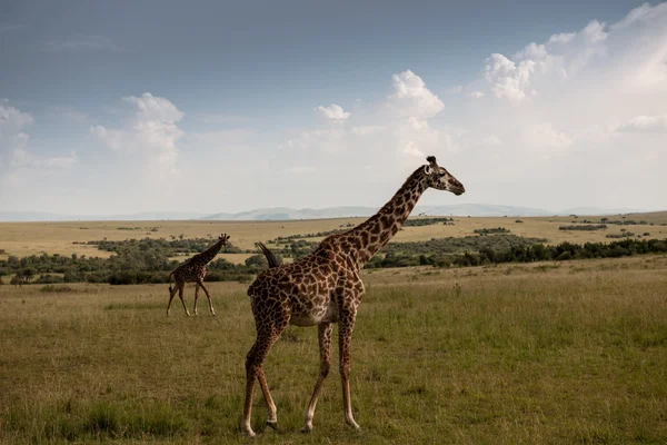 Giraffe — Stockfoto