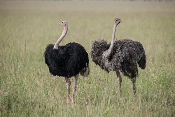 Bird — Stock Photo, Image