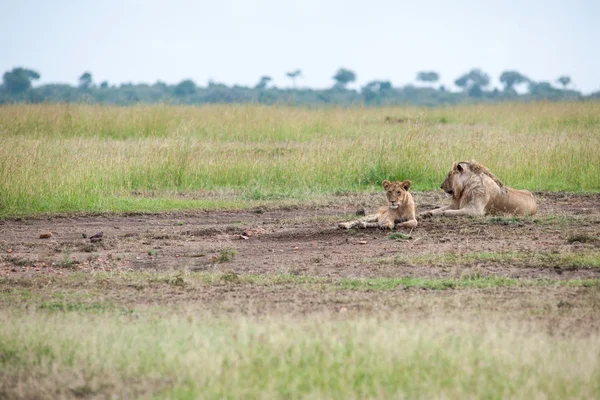 Leone. — Foto Stock