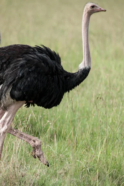 Bird — Stock Photo, Image