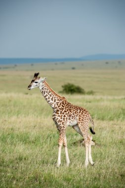 Zürafa