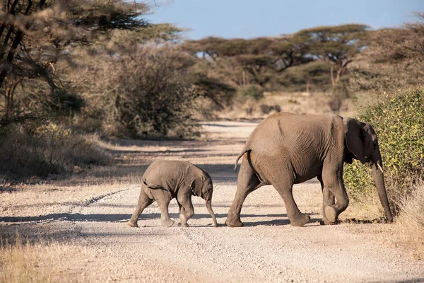 Elephant — Stock Photo, Image