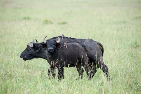 BURFALO — Stockfoto