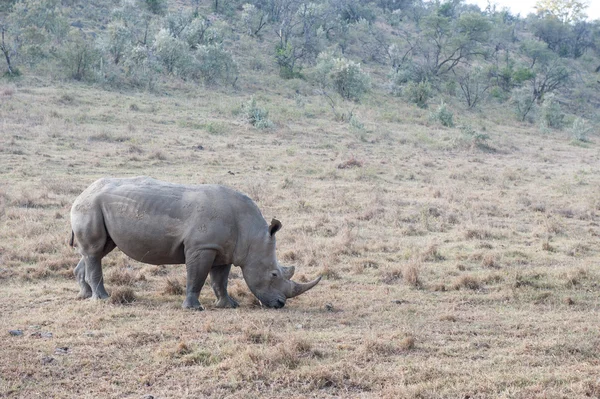 Rhino — Stock Photo, Image