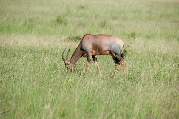 Antelope — Stock Photo, Image