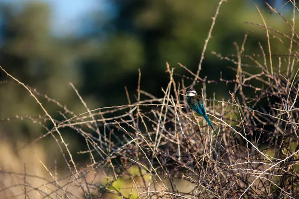 Bee-eaters — Stok fotoğraf