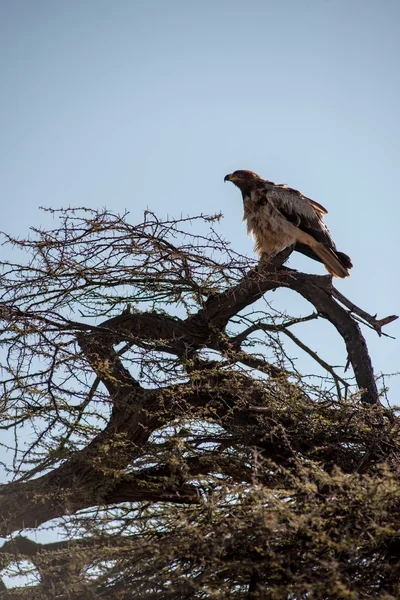 獲物の鳥 — ストック写真