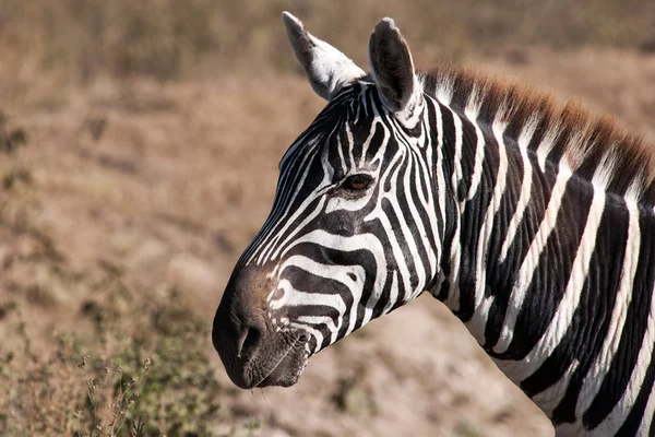 Zebra. — Fotografia de Stock