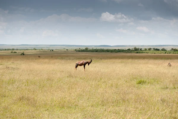 Bovenaan paginaIk antelope — Stockfoto