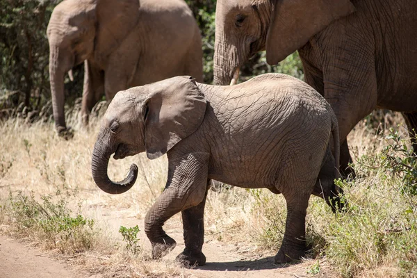 Elefant — Stockfoto