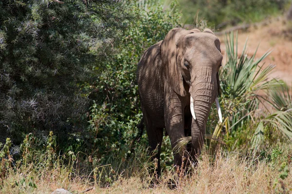 Elefant — Stockfoto