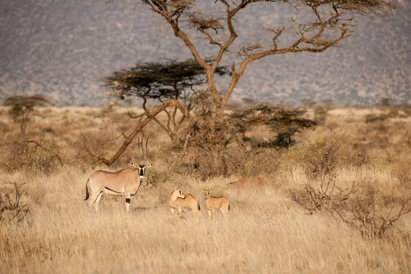 Oryx antilope — Stockfoto