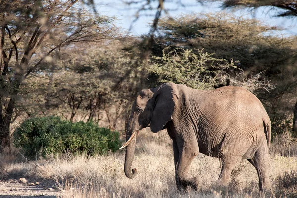 Elephant — Stock Photo, Image