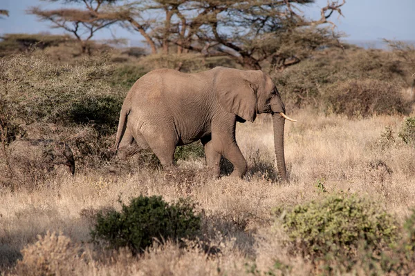 Elefant — Stockfoto