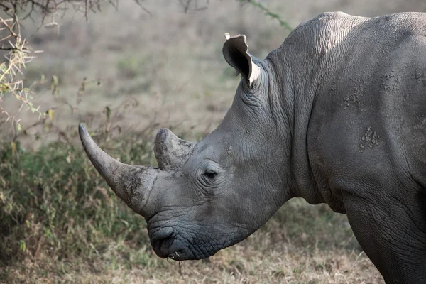 Rhinozerosen — Stockfoto