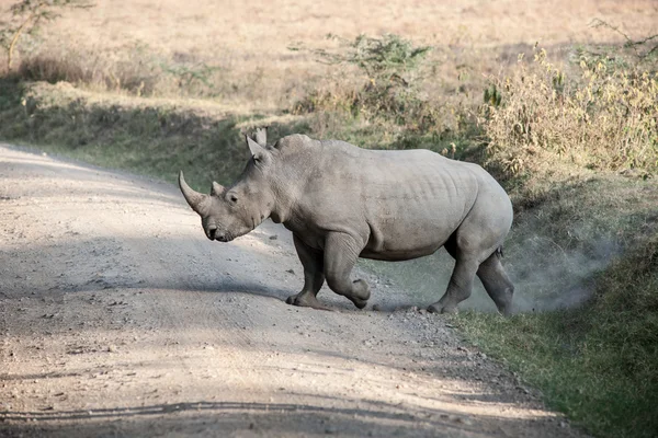 Rhinozeros — Stock Photo, Image