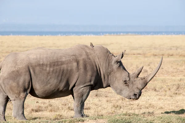 Rhino — Stock Photo, Image