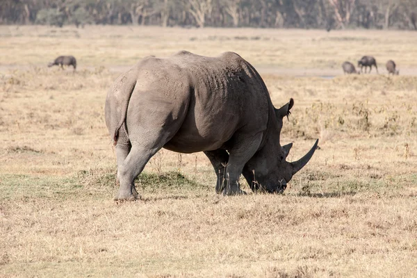 Rhinozeros — Stock Photo, Image