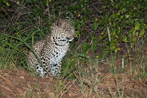 Leopardo — Fotografia de Stock