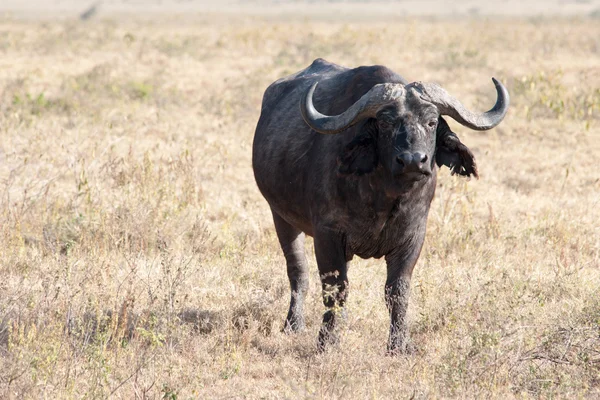 BURFALO — Stockfoto