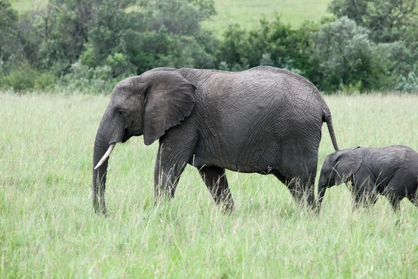 Elephant — Stock Photo, Image