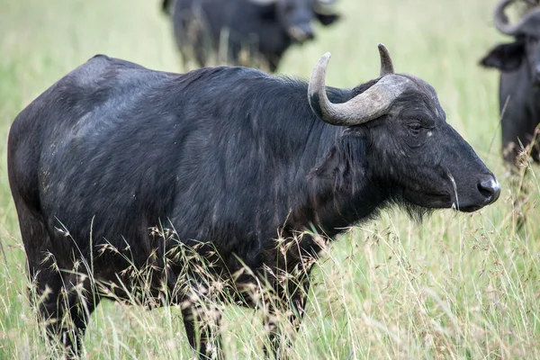 Buffalo — Fotografie, imagine de stoc