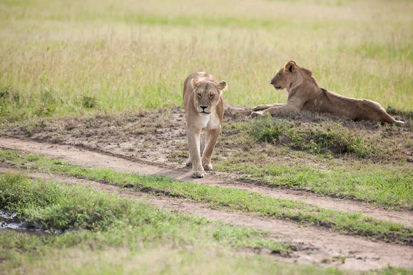 Leone. — Foto Stock