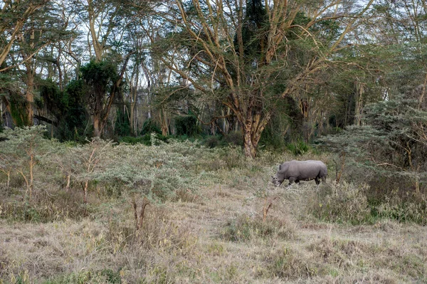 Nashorn — Stockfoto