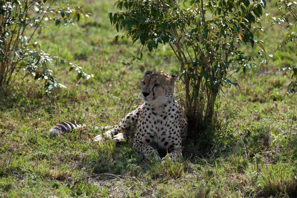 Cheetah — Stock Photo, Image