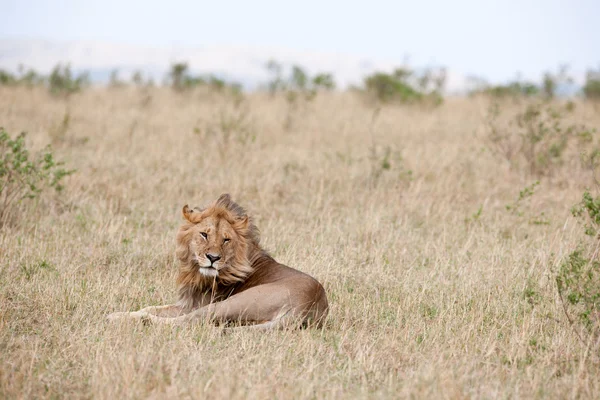 Lion — Stock Photo, Image